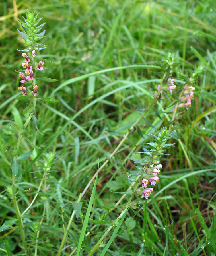 Изображение особи Odontites vulgaris.