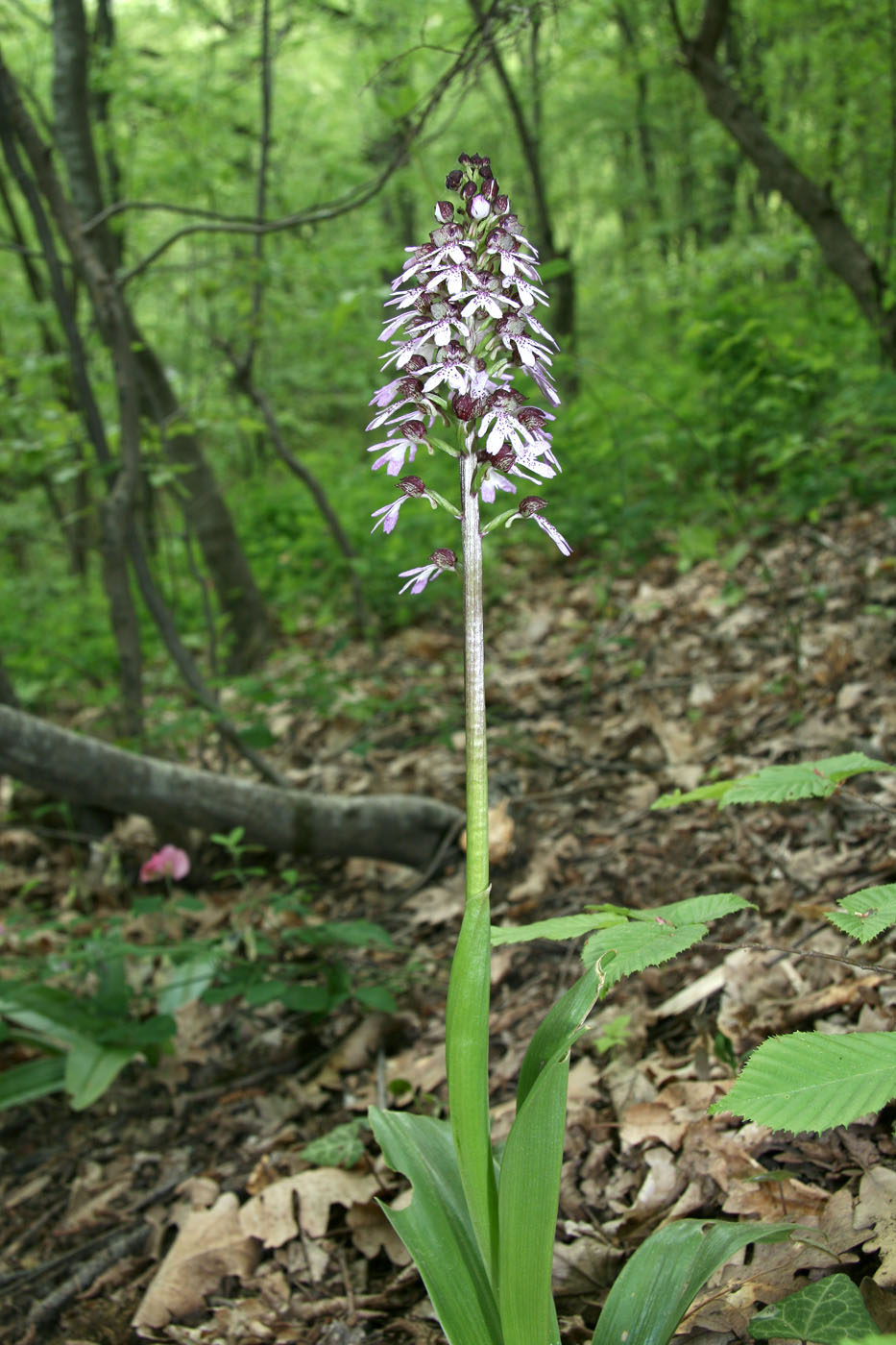 Image of Orchis purpurea specimen.