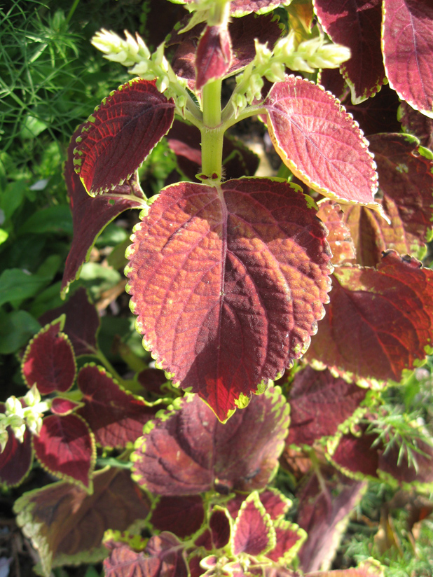 Image of Coleus scutellarioides specimen.