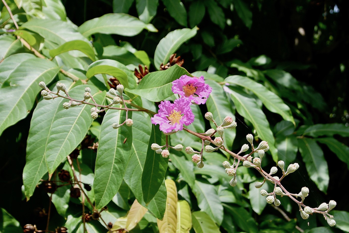 Изображение особи Lagerstroemia speciosa.