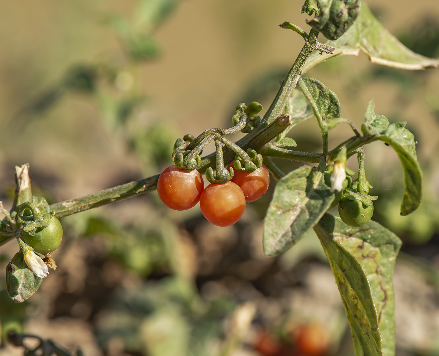 Image of Solanum olgae specimen.