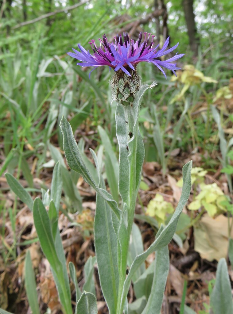 Image of Centaurea pichleri specimen.