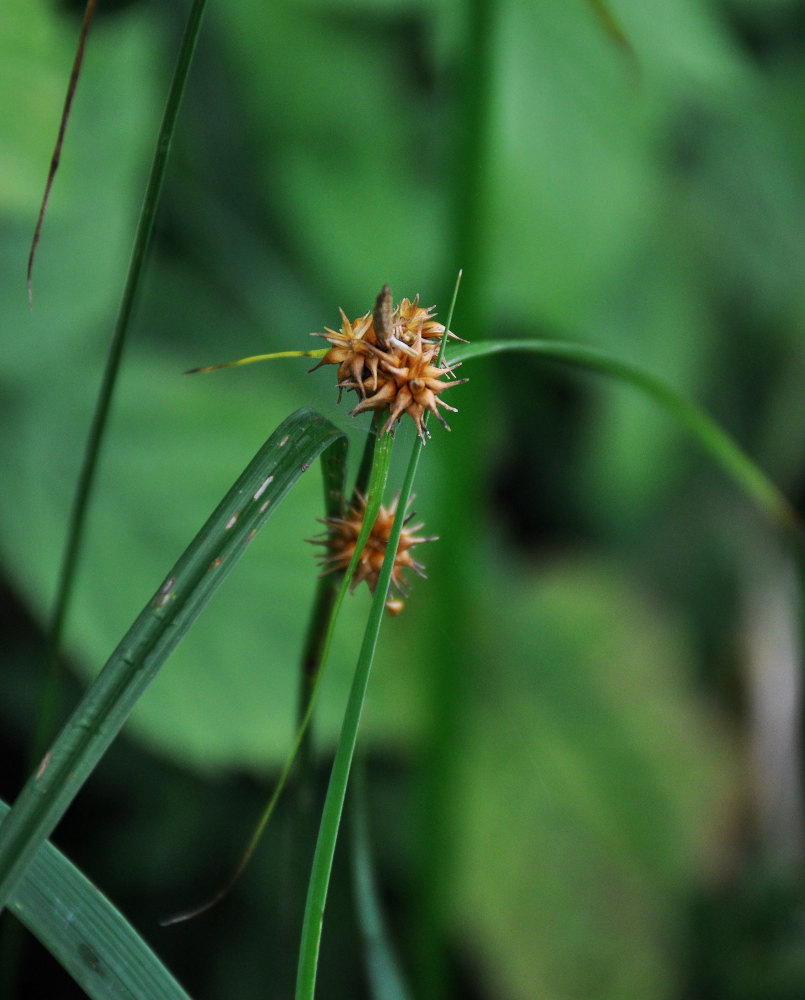 Image of Carex flava specimen.