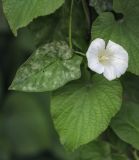 Calystegia sepium. Цветок и лист, поврежденный грибком в сообществе с Thladiantha dubia. Санкт-Петербург, Ботанический сад БИН РАН, ограда сада вдоль набережной р. Карповка. 11.09.2020.