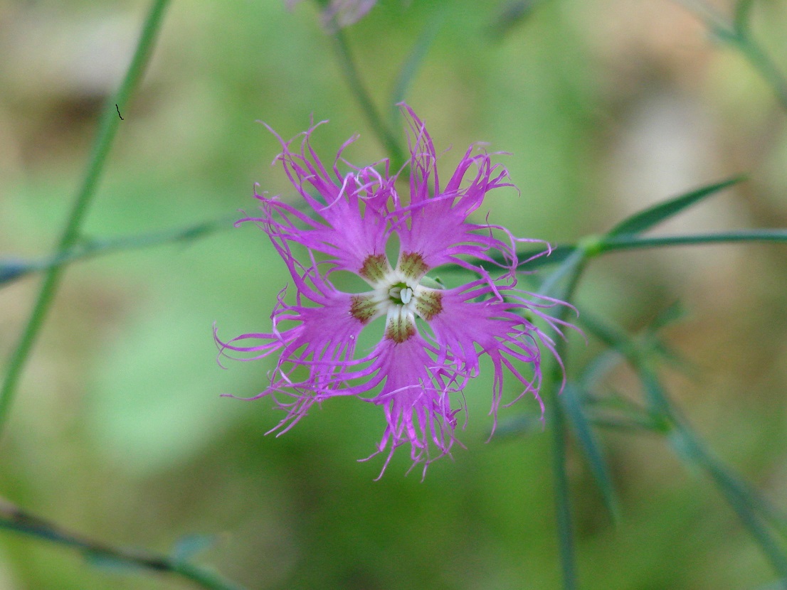 Изображение особи Dianthus superbus.