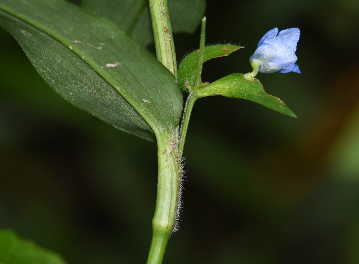 Image of Commelina tuberosa specimen.