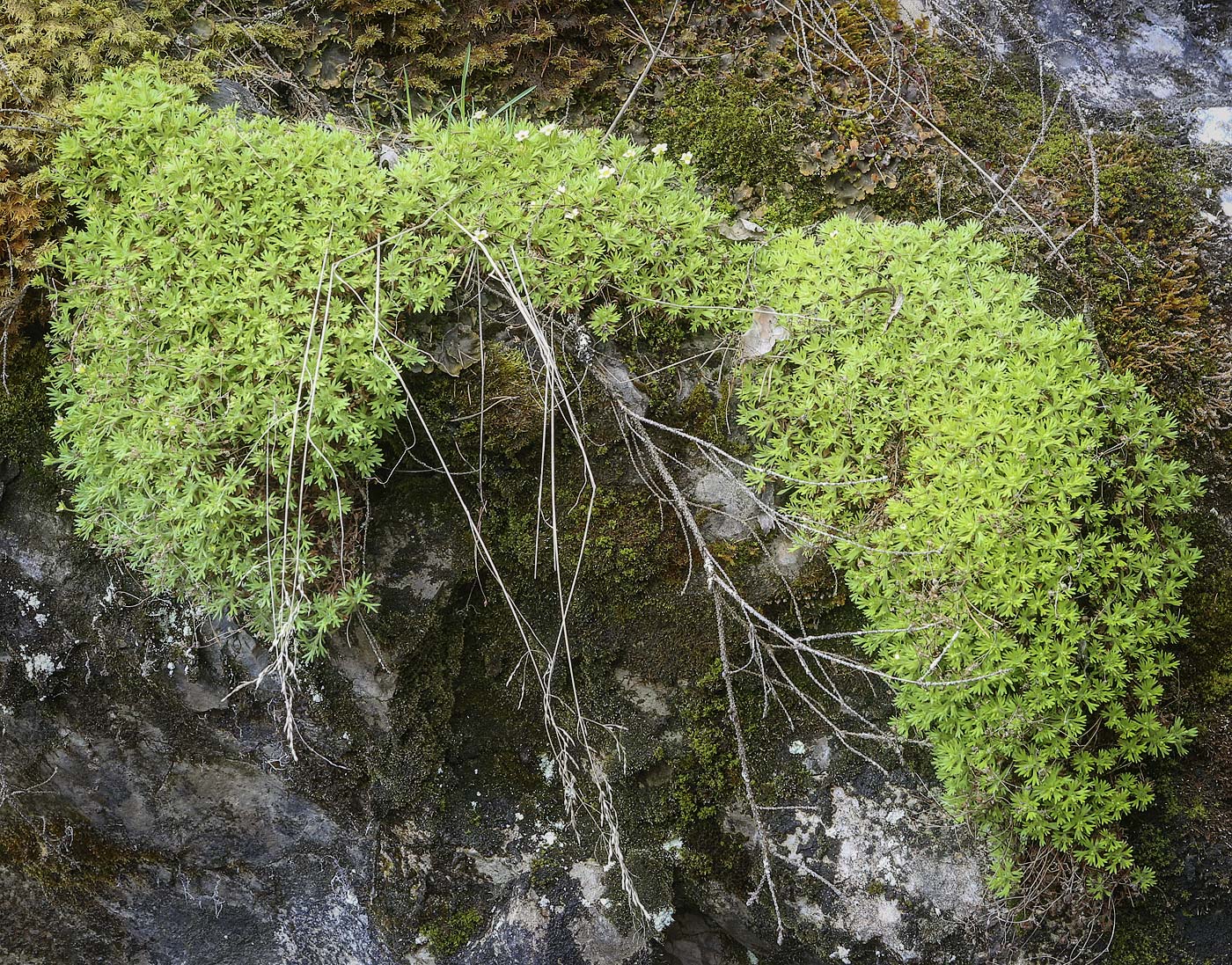 Изображение особи Saxifraga cespitosa.