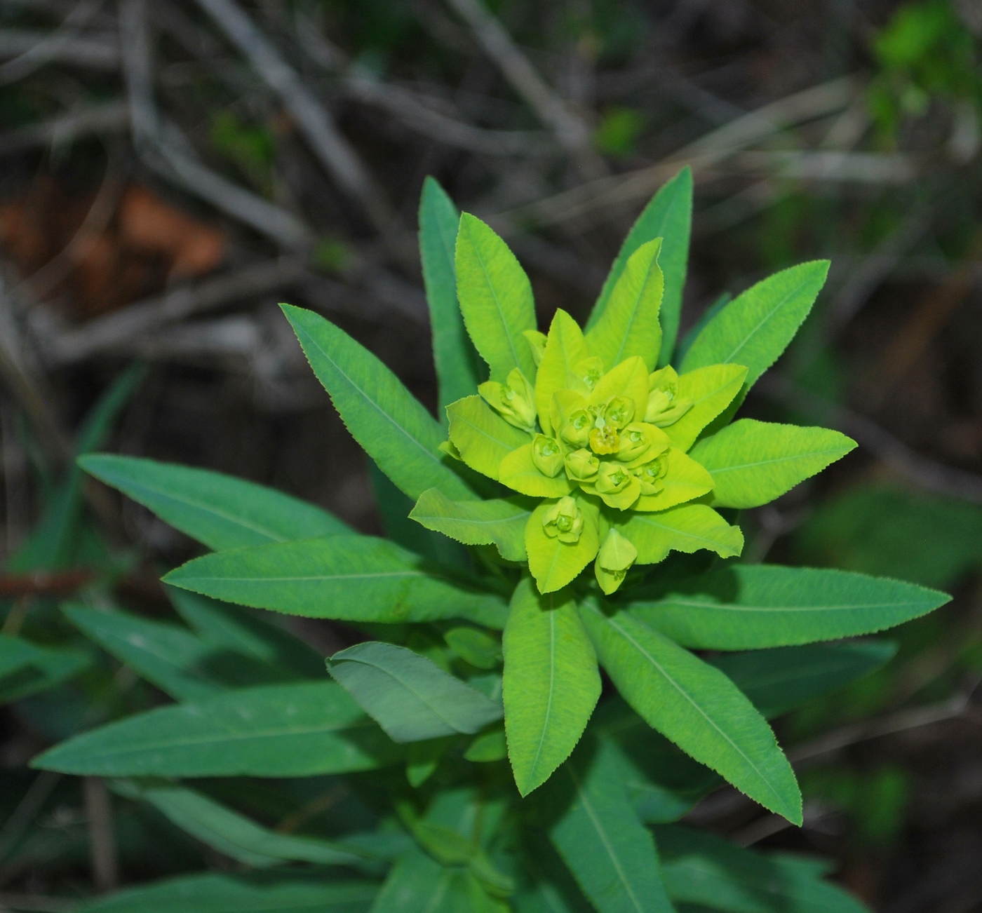 Image of genus Euphorbia specimen.