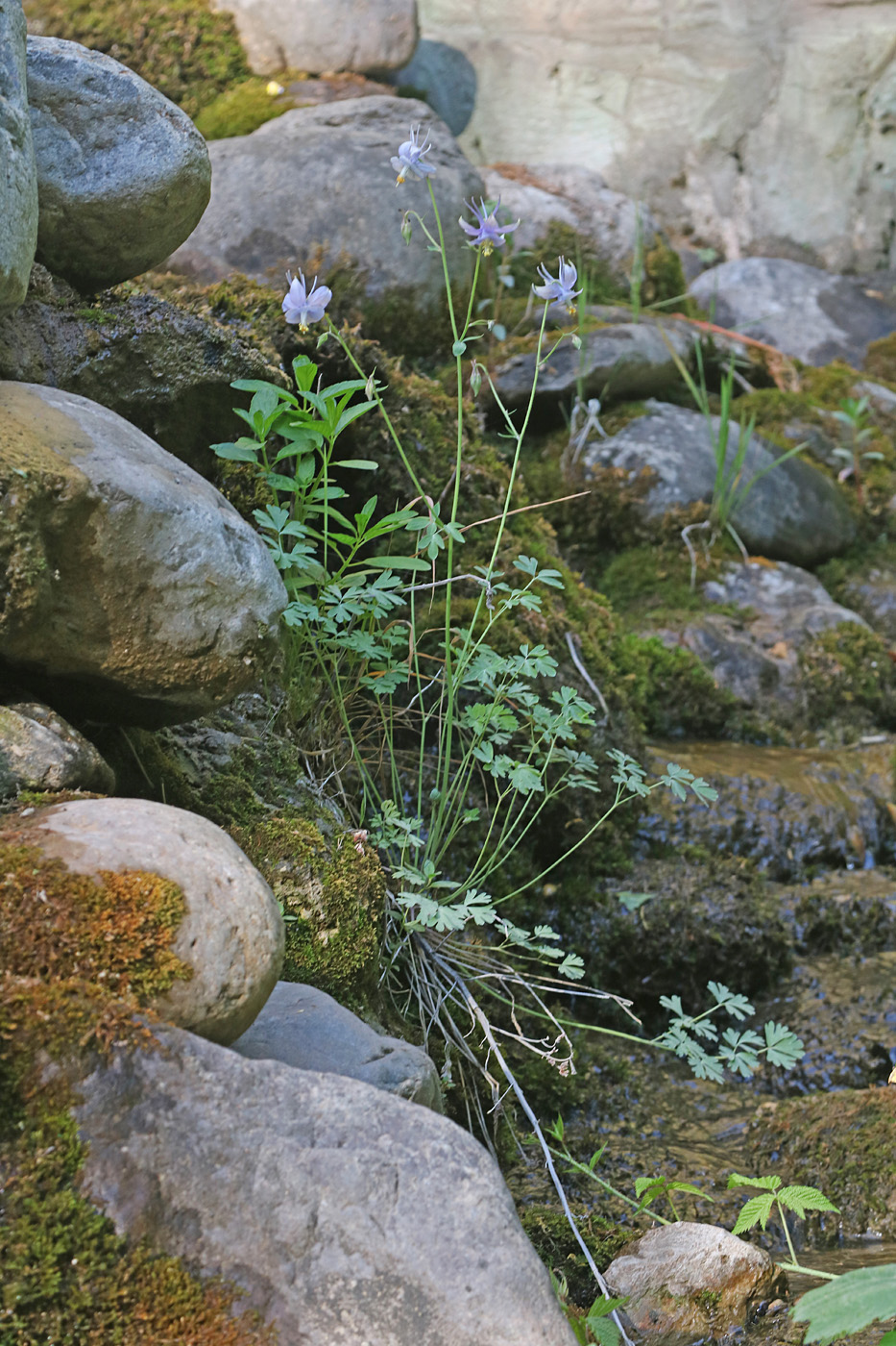 Image of Aquilegia vicaria specimen.