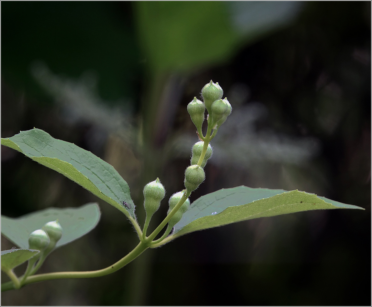 Image of Philadelphus pubescens specimen.