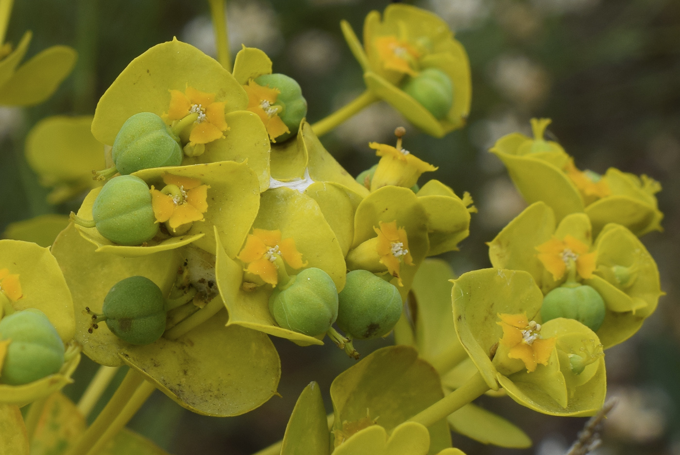 Image of Euphorbia nicaeensis specimen.