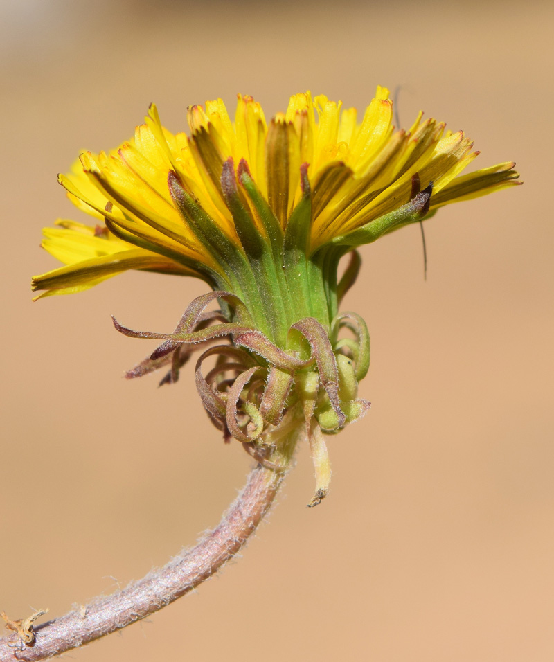 Image of genus Taraxacum specimen.