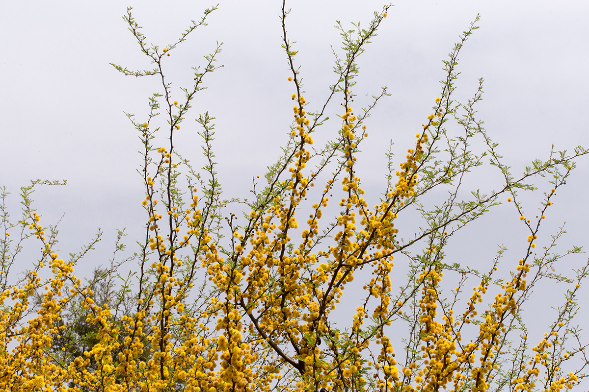 Image of Vachellia farnesiana specimen.