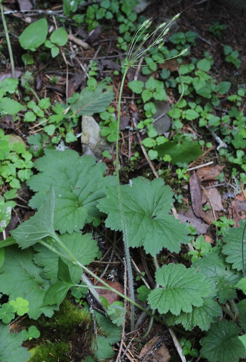 Image of Cortusa matthioli specimen.