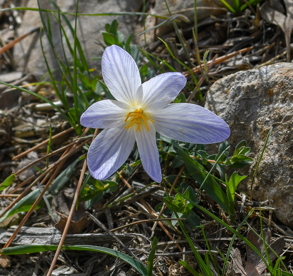 Изображение особи Crocus hermoneus.