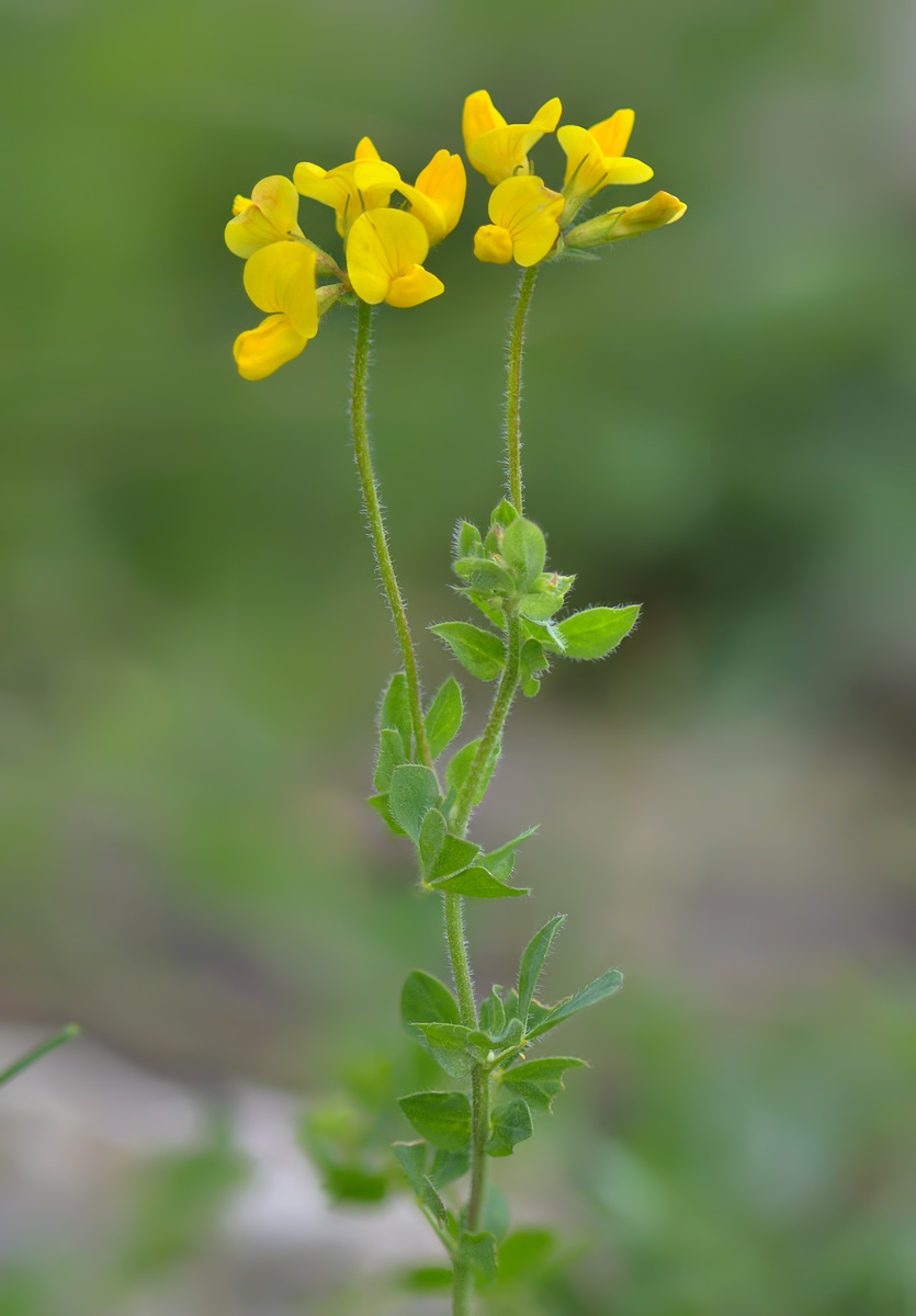 Image of Lotus caucasicus specimen.