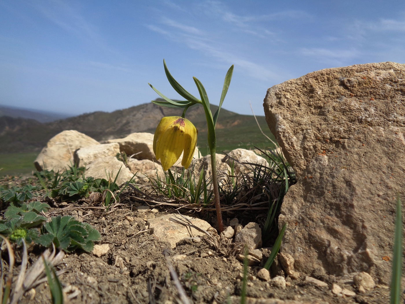 Изображение особи Fritillaria ophioglossifolia.