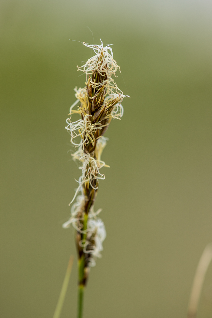 Image of Carex praecox specimen.