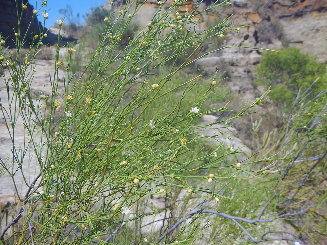 Image of genus Asparagus specimen.