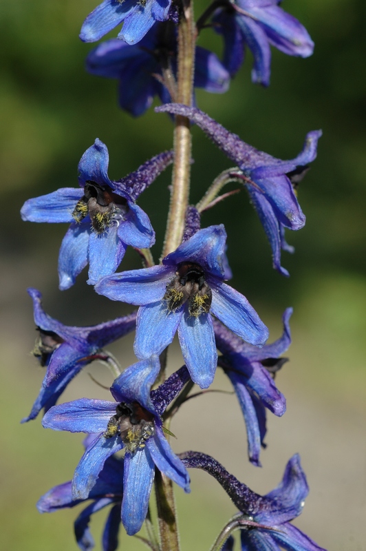 Image of Delphinium elatum specimen.