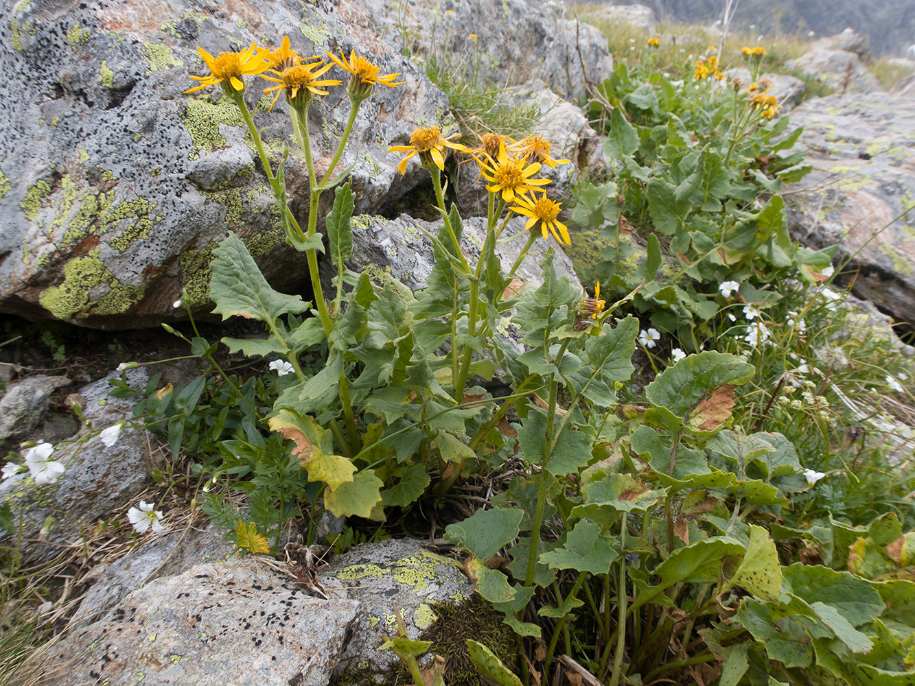 Изображение особи Senecio taraxacifolius.