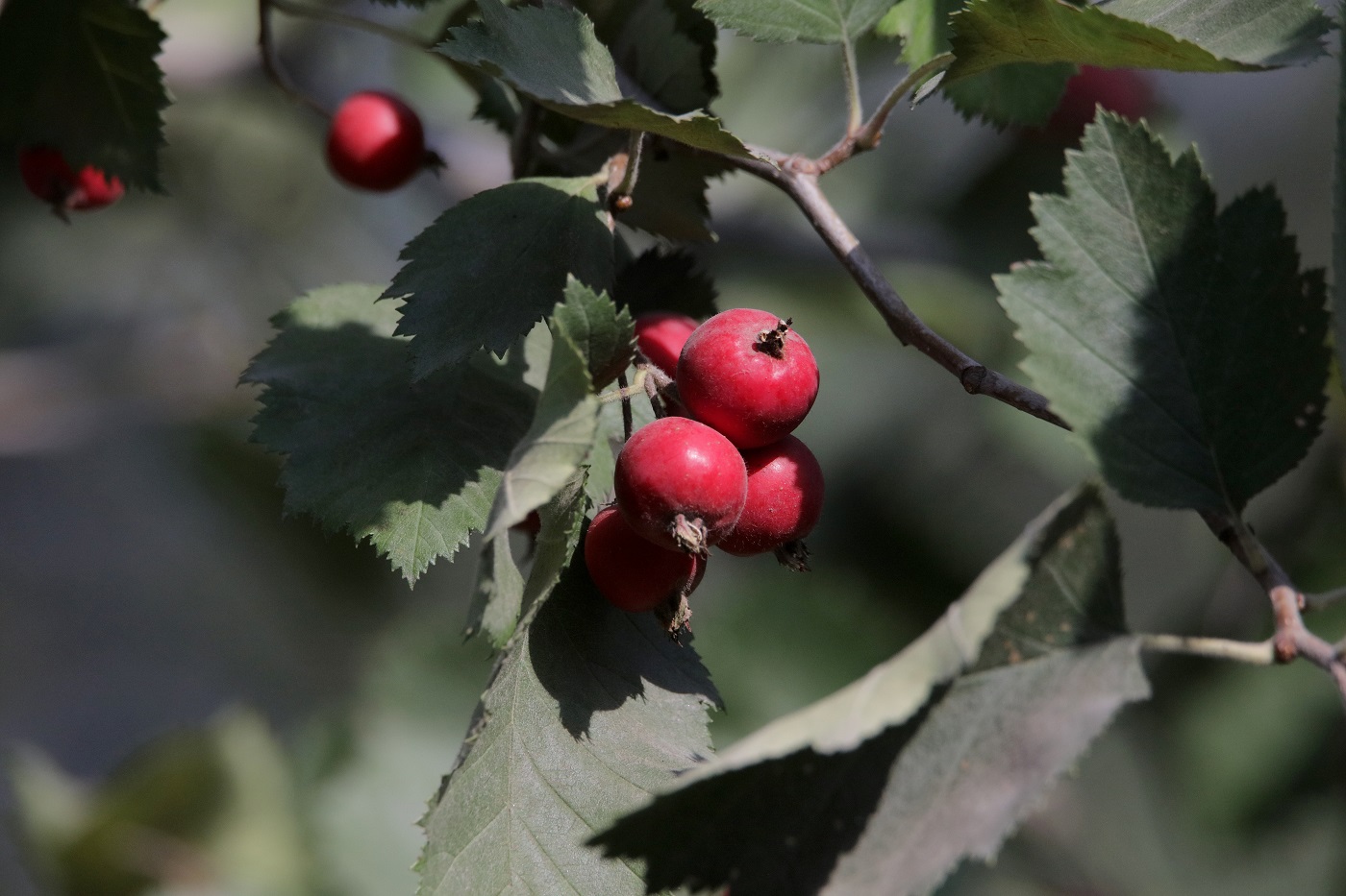 Изображение особи род Crataegus.