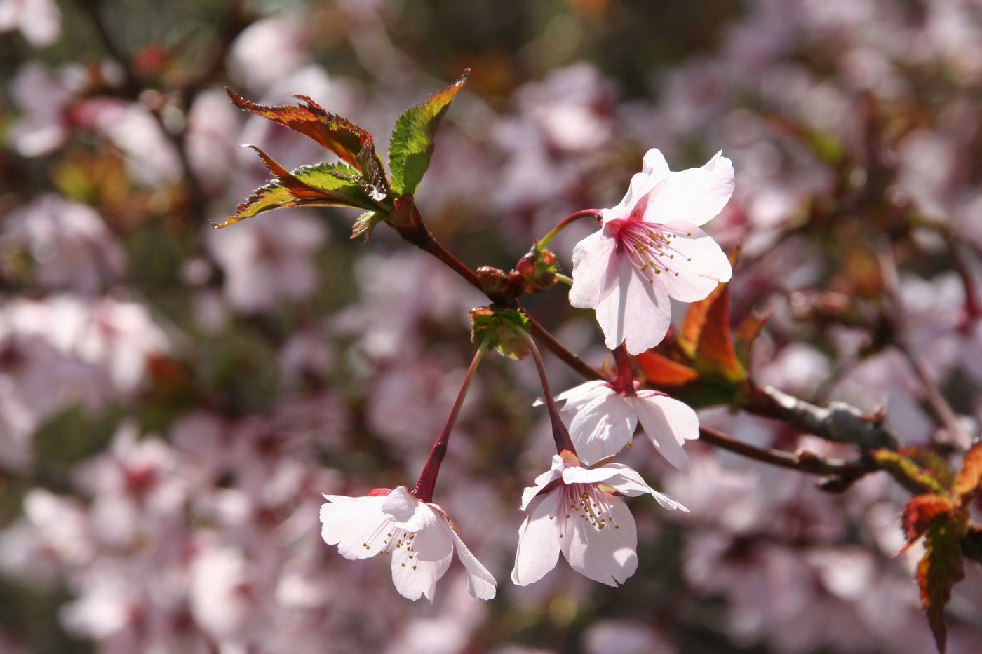 Изображение особи семейство Rosaceae.