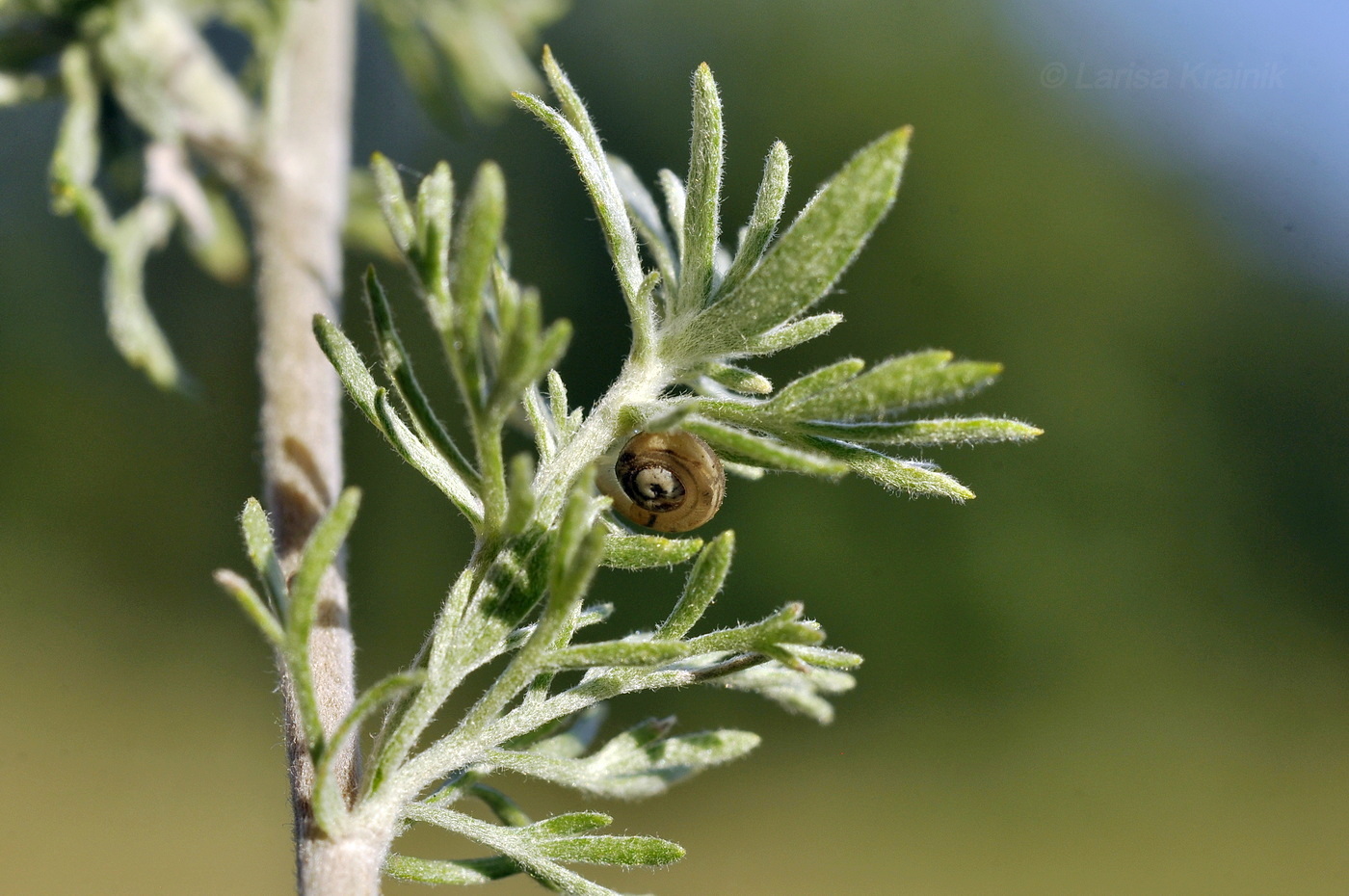 Image of Artemisia austriaca specimen.