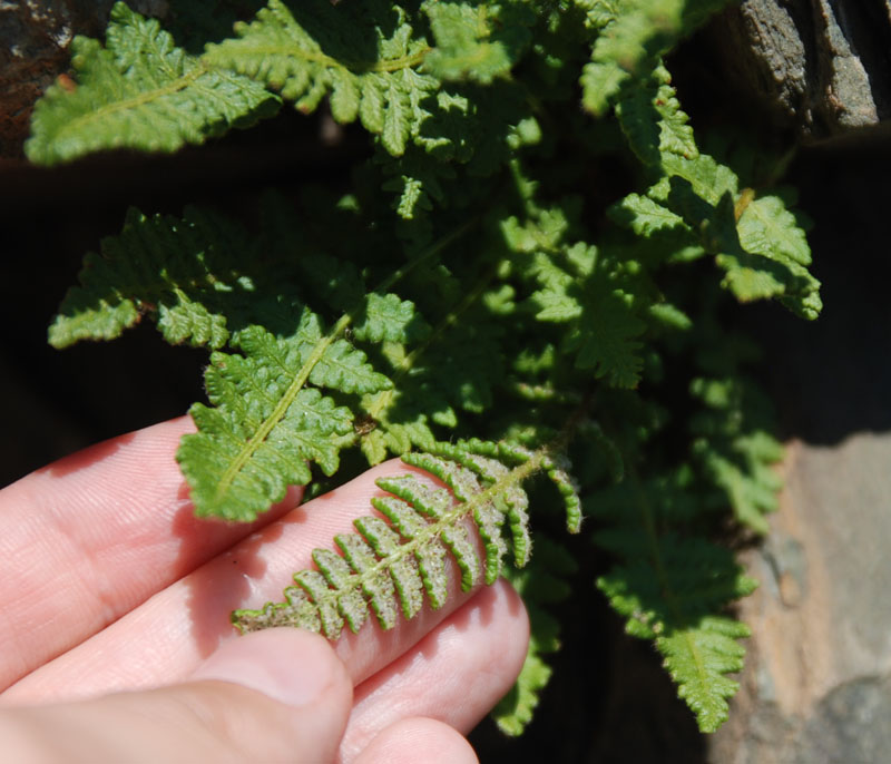 Image of Woodsia ilvensis specimen.