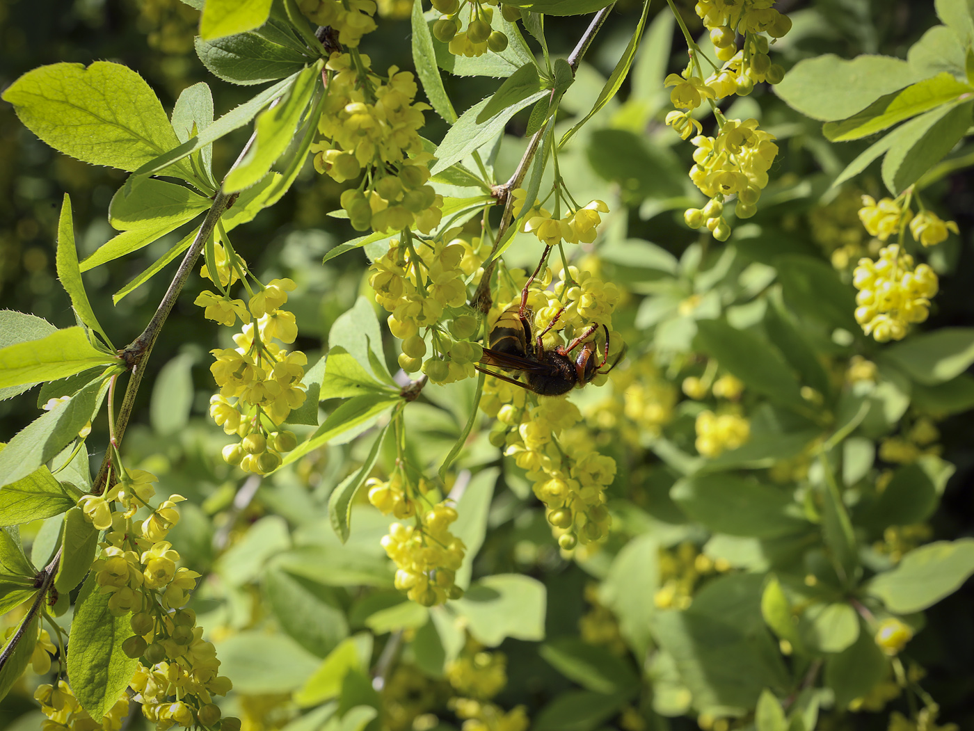 Image of Berberis vulgaris specimen.