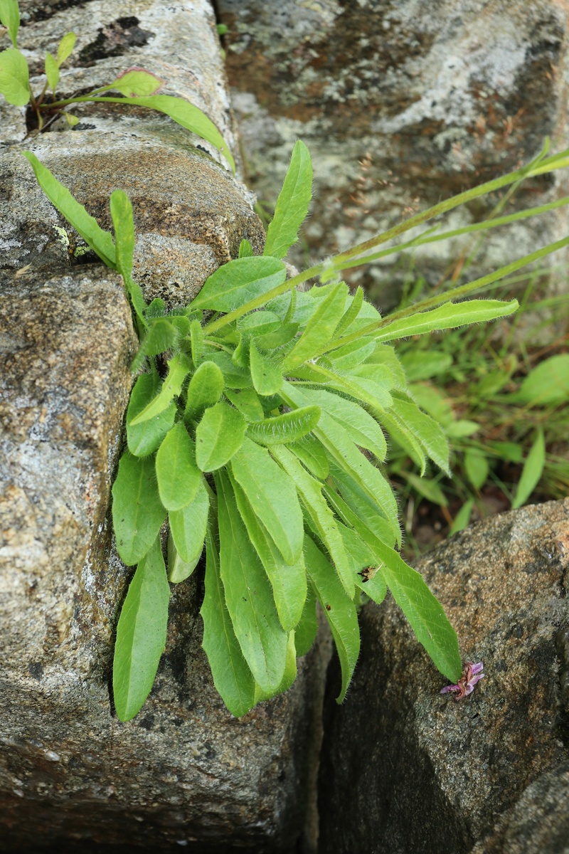 Image of Hieracium glabriligulatum specimen.