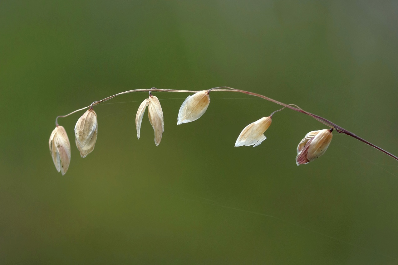 Image of Melica nutans specimen.