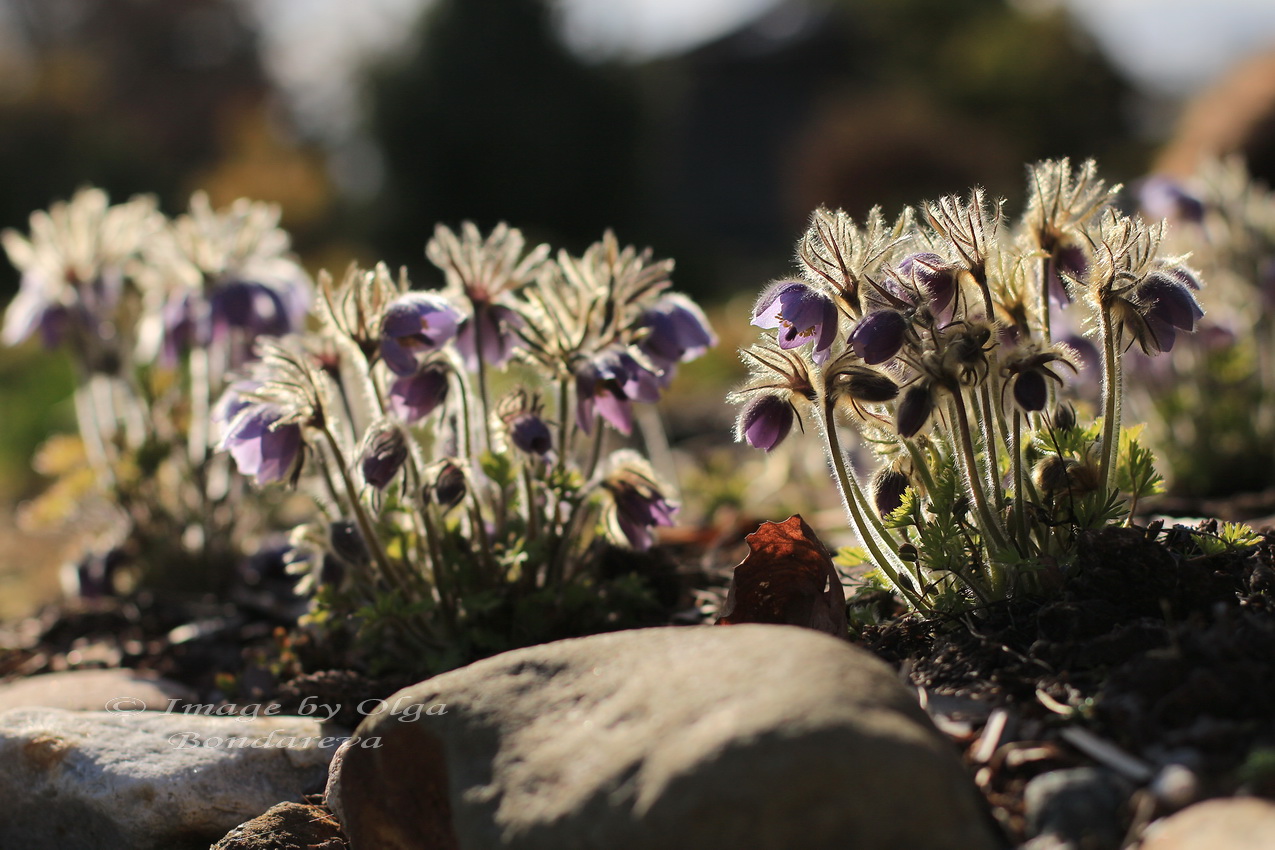 Image of Pulsatilla ajanensis specimen.