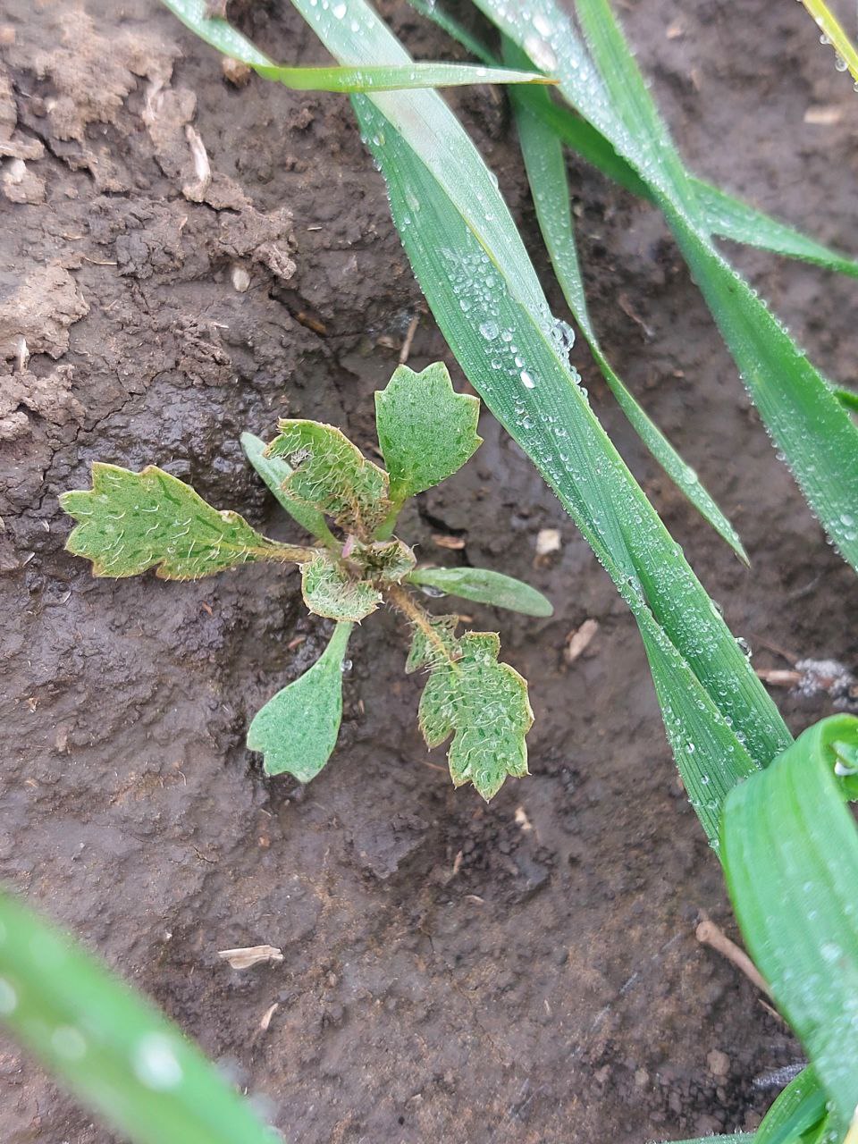 Image of Glaucium flavum specimen.