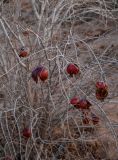 Punica granatum. Покоящиеся ветви со вскрывшимися зрелыми плодами. Марокко, обл. Драа - Тафилалет, пустыня Сахара, окр. дер. Мерзуга, Эрг Шебби, в культуре. 03.01.2023.