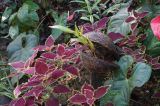 Coleus scutellarioides