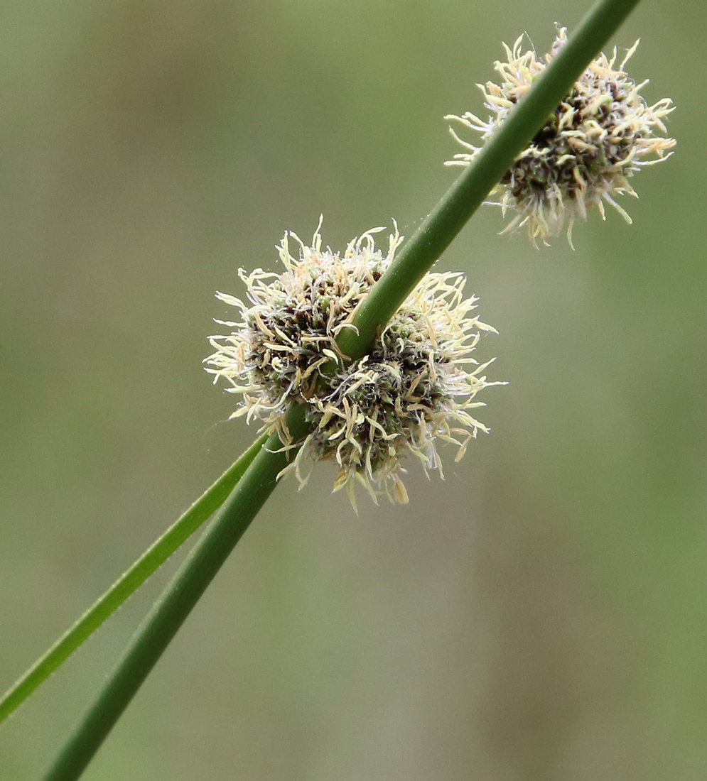 Изображение особи Scirpoides holoschoenus.