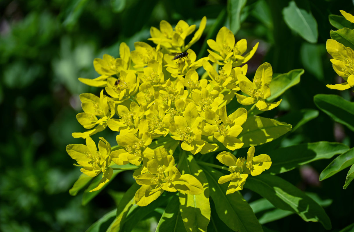 Image of Euphorbia pilosa specimen.