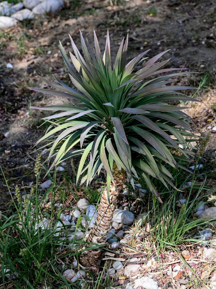 Изображение особи Dracaena arborea.