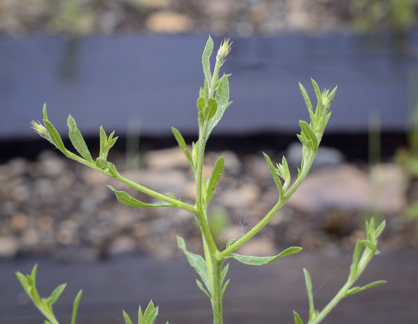 Image of Centaurea diffusa specimen.