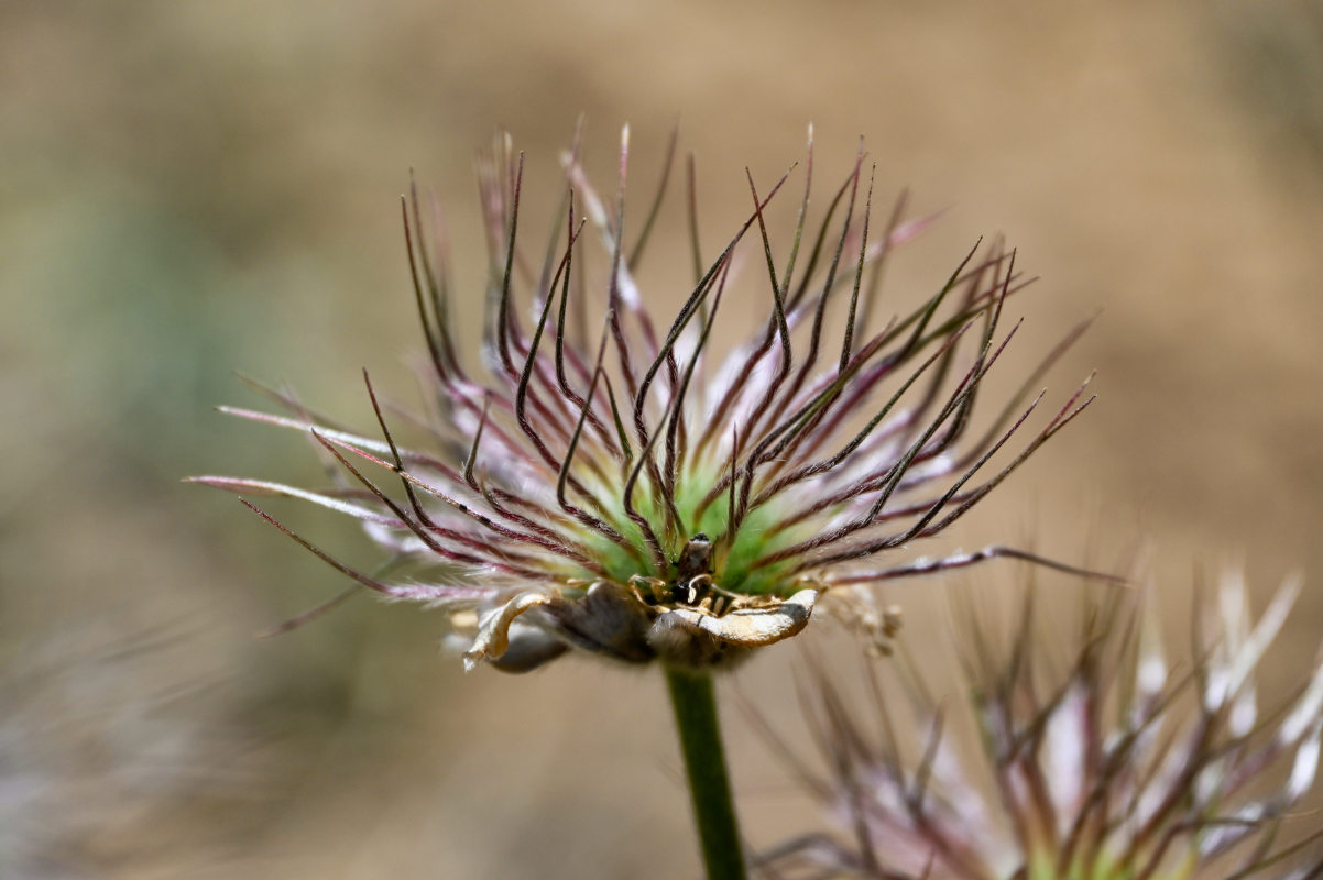 Изображение особи Pulsatilla campanella.