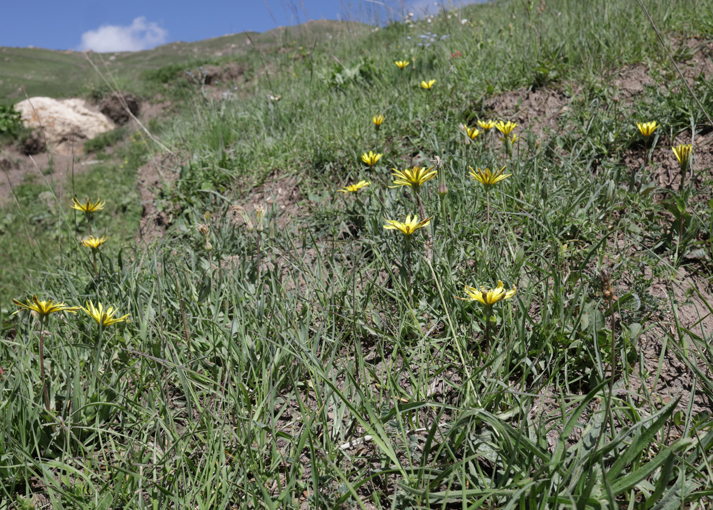 Изображение особи Tragopogon reticulatus.