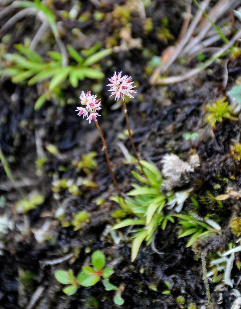 Image of Tofieldia coccinea specimen.