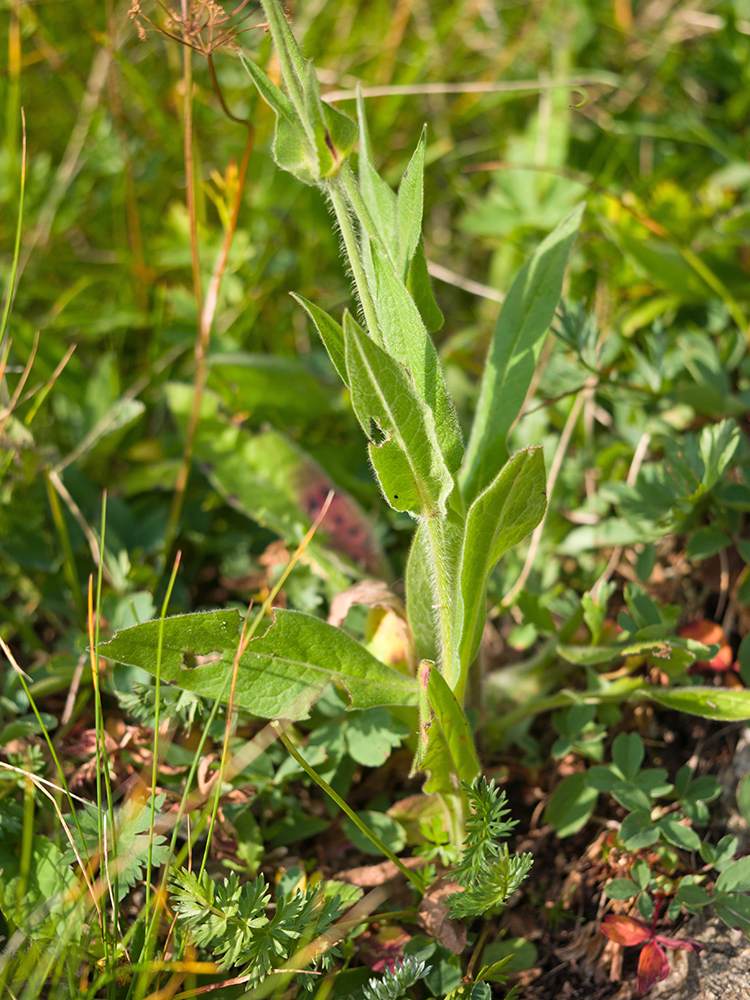 Изображение особи Knautia involucrata.