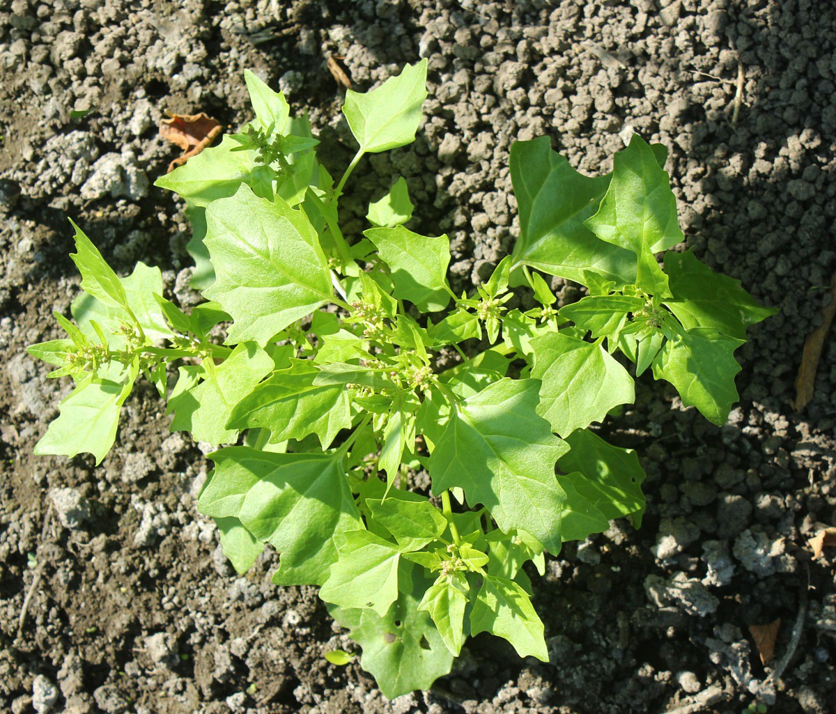 Image of Oxybasis chenopodioides specimen.