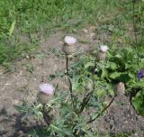 Cirsium buschianum. Верхушка цветущего растения. Чечня, Шаройский р-н, юго-восточный склон горы Чархунышкорт, выс. 2200 м н.у.м, обочина дороги. 7 августа 2023 г.