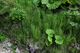 Equisetum arvense. Вегетирующие растения в сообществе с Petasites amplus и Artemisia. Сахалин, Корсаковский гор. округ, мыс Слюда, подножие каменистого склона. 15.08.2022.