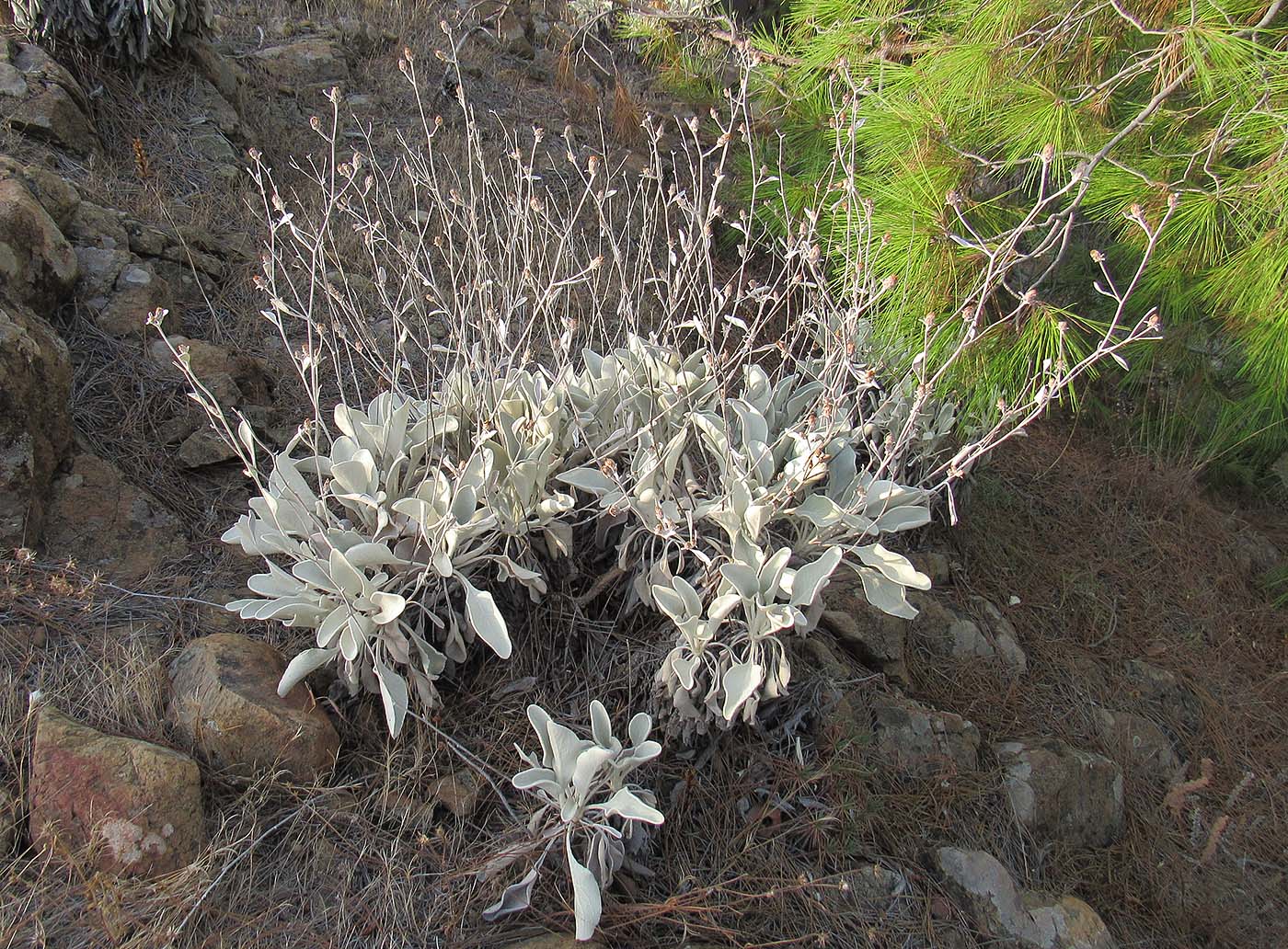 Image of Inula heterolepis specimen.