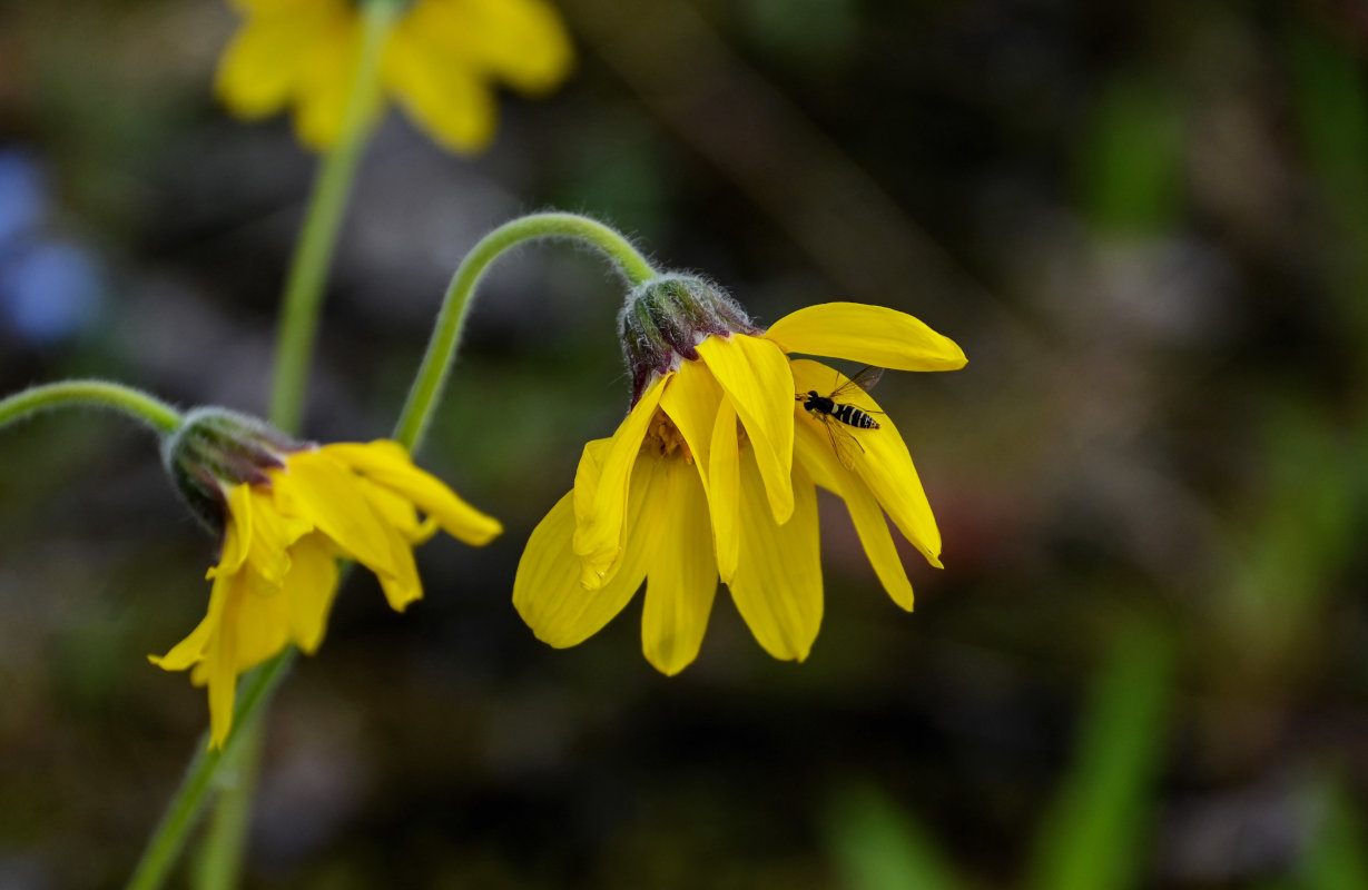 Изображение особи Arnica iljinii.