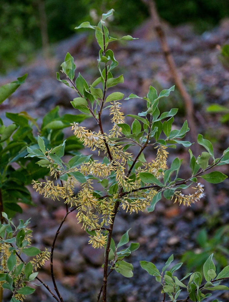 Image of genus Salix specimen.